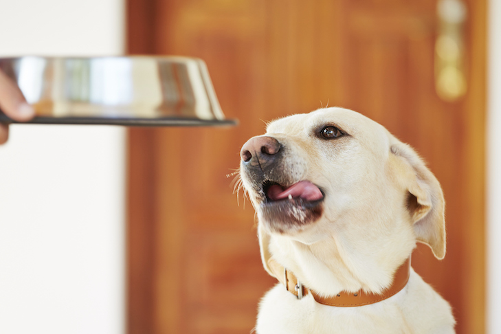 How to Show Your Dog You Love Them