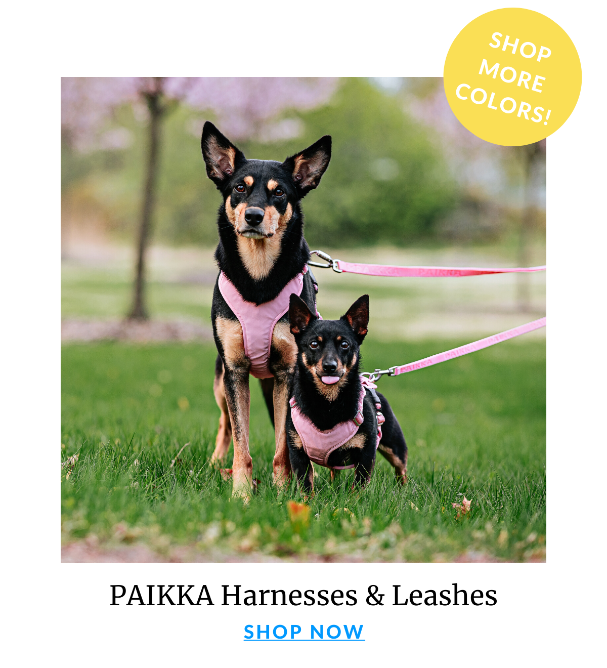 Shop Paikka Leashes