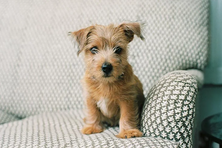 CBD Oil for Dogs: What You Need to Know