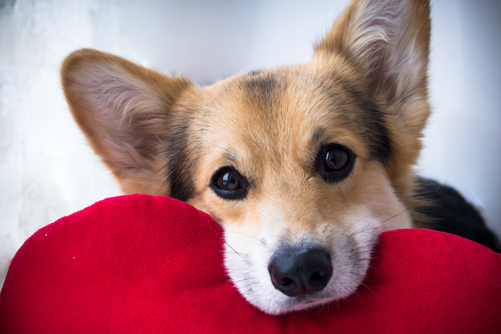 Canine Heart Health