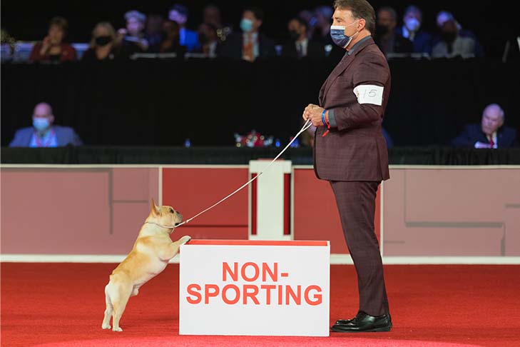 How Do I Get My Puppy Started in Dog Shows