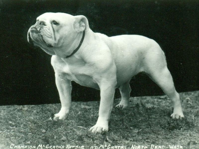 Bulldog History