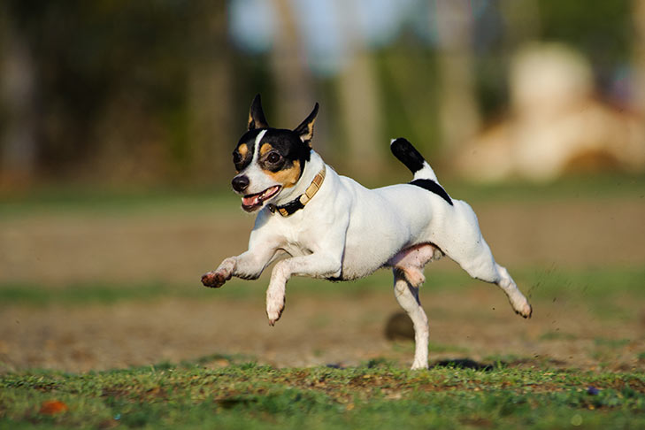How to Prevent Your Dog From Chasing Cars