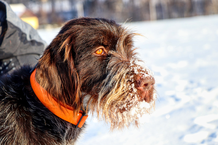 Can Dogs Get Colds?