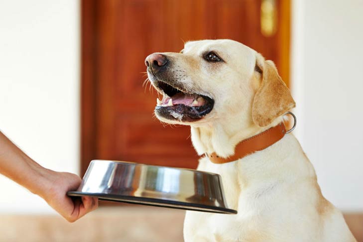 Can Dogs Get Food Poisoning 