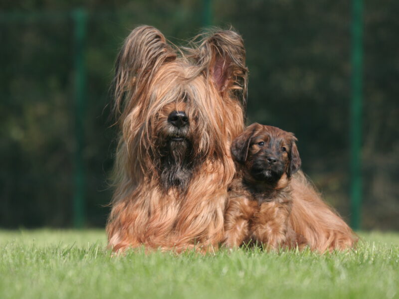Advocating for your Breeding Program in the New Year
