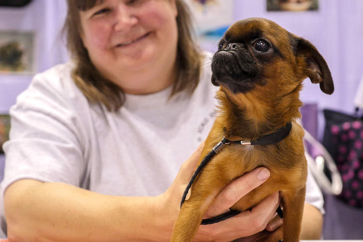 Dogs You Might Meet at AKC Meet the Breeds