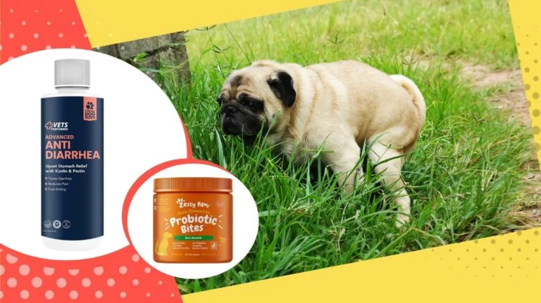 Best Dog Diarrhea Treatment Reviews 