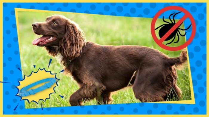 Best Flea and Dog Protection