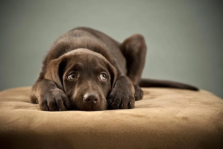 Trazadone for Dogs