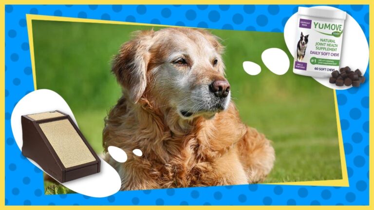 Senior Dog Essentials
