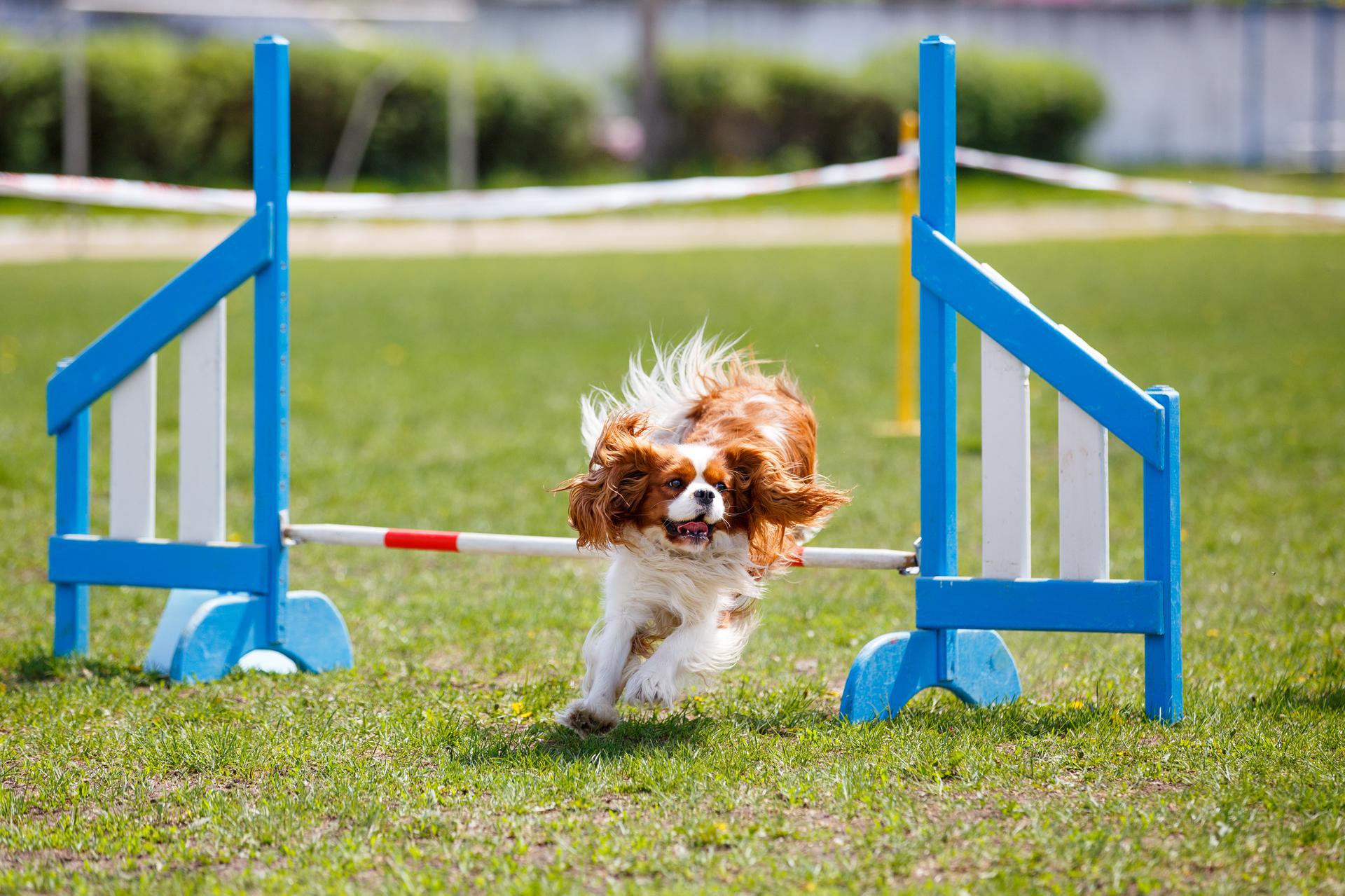 AKC Titles at Home