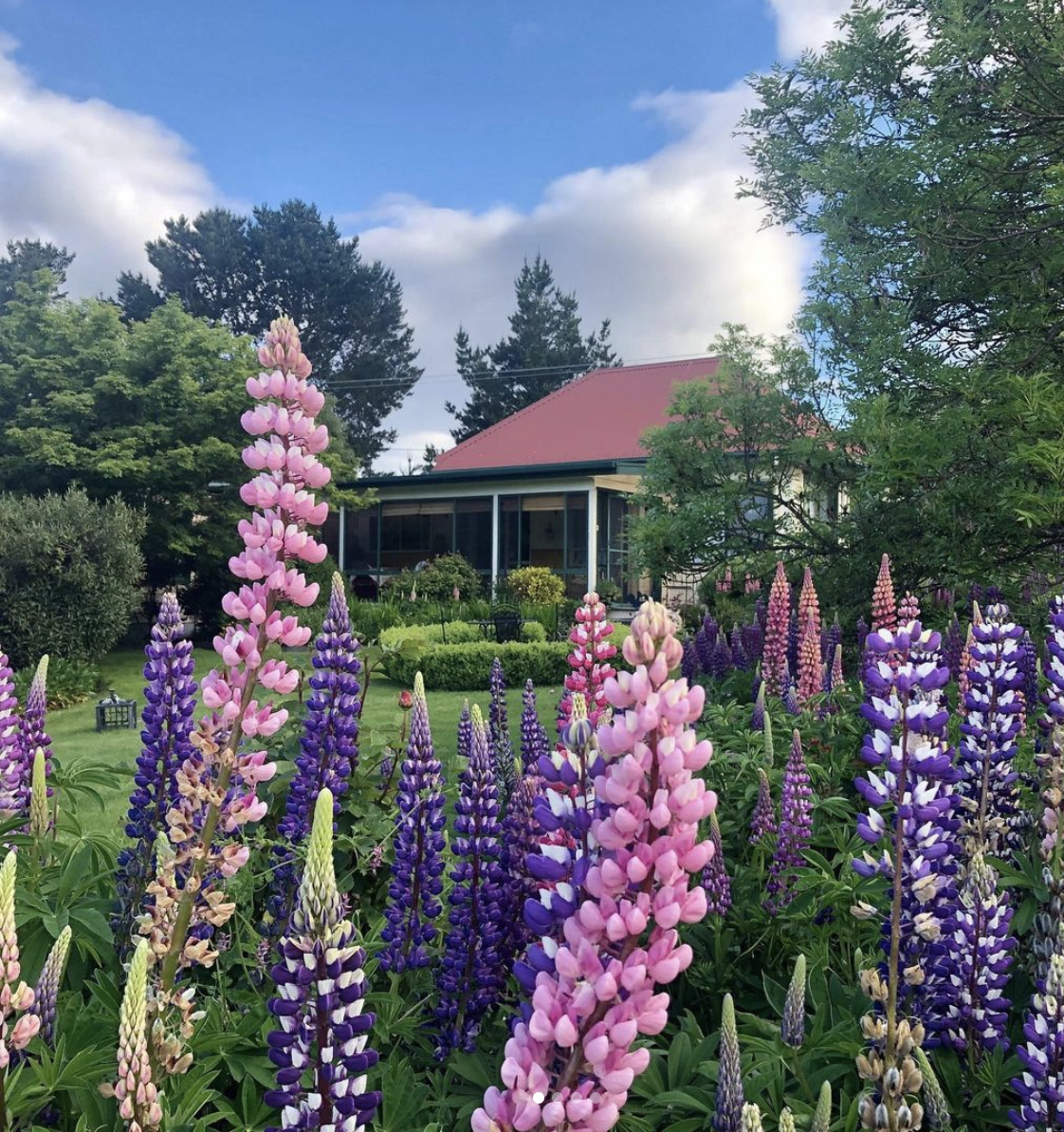 A cottage-style house in the background in between trees and a green lawn with colorful, tall flowers in the foreground 