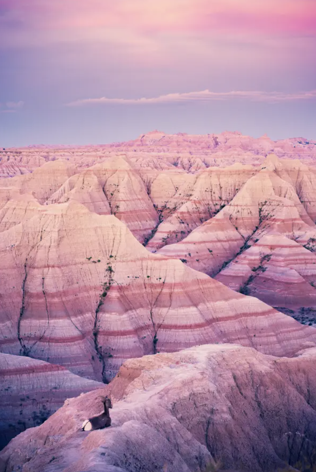 desert cliffs washed in sunrise colors and a goat lying down within the foreground