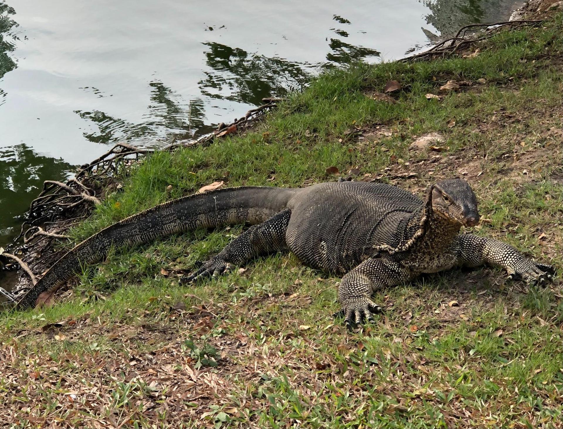 A monitor lizard in the grass near some water in Thailand