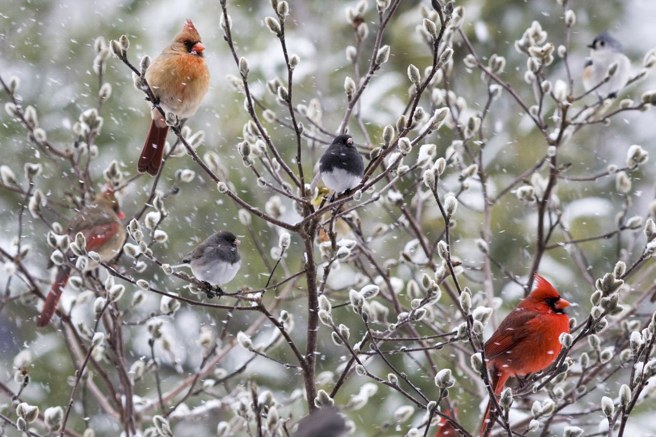 A bright red cardinal, two female cardinals and two juncos sit in a snowy bush