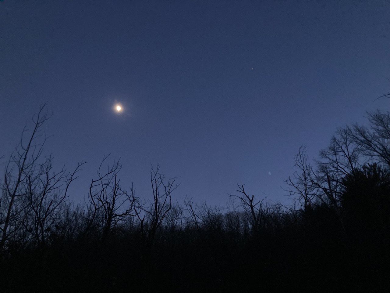 A bright star stands out in the winter sky above a tree line