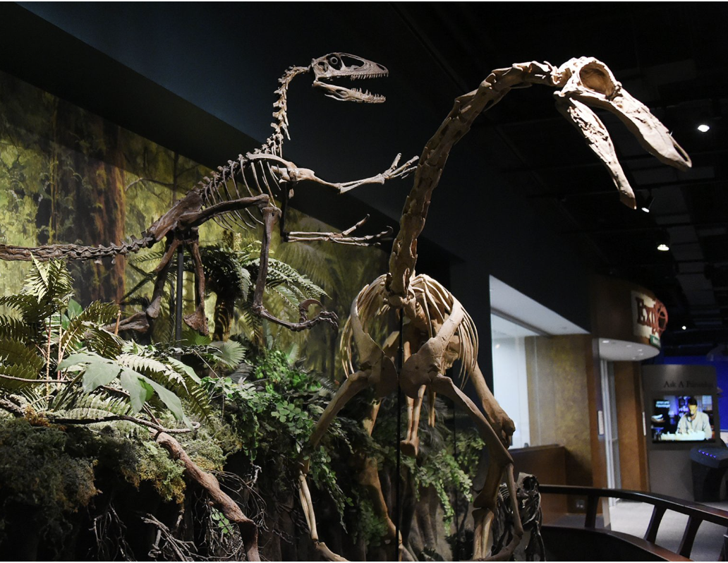 dinosaur fossils