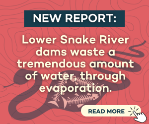 Lower Snake River dams waste a tremendous amount of water, through evaporation.