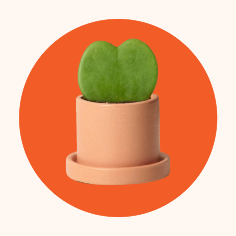 Hoya kerrii plant Hoya kerrii plant