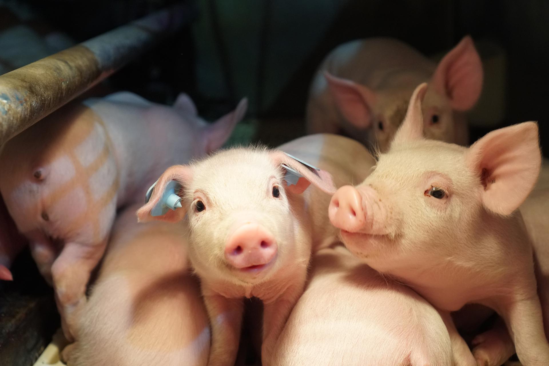 A group of piglets at Smithfield Foods pig farm.