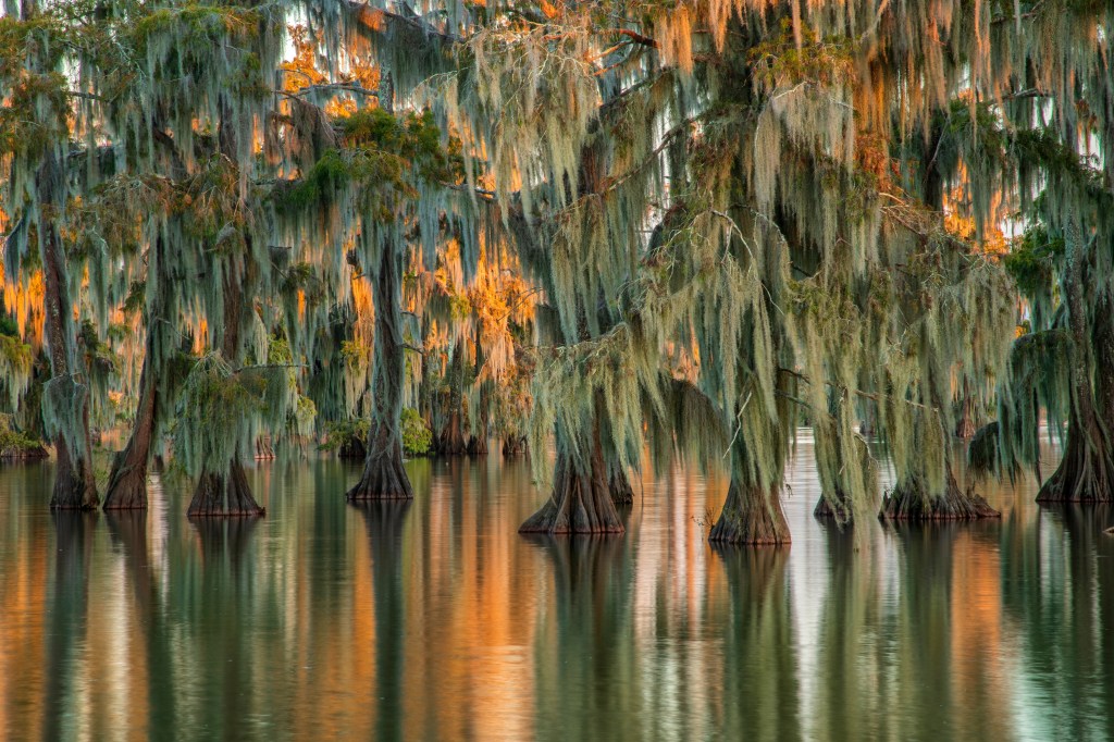 Spanish moss trees grow out of green water in a swampy landscape of green and orange hues.