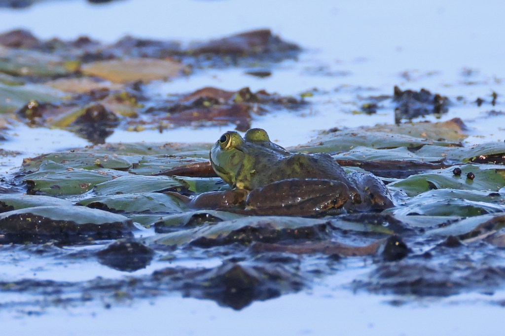 Frog in pond