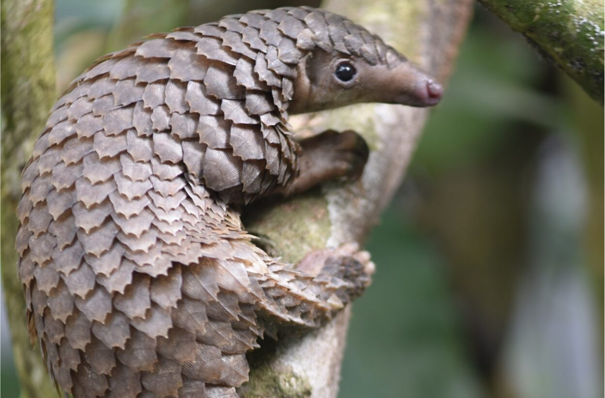 New Scientist Discovery Tours |  Pangolin