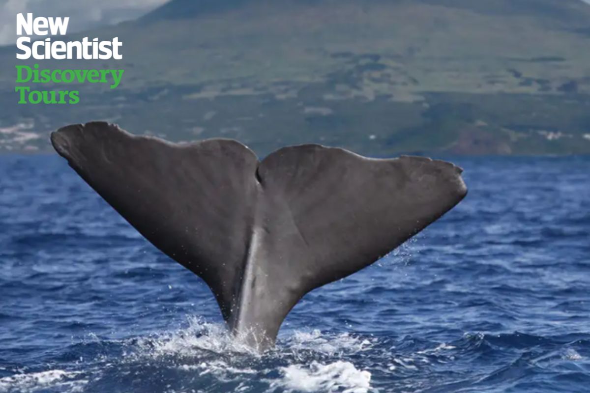 Whale watching in the Azores. Image links to tour.