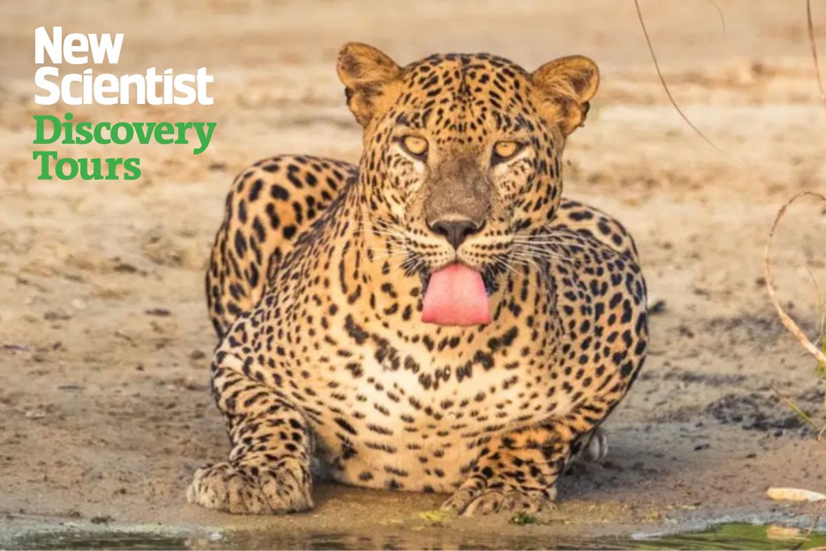 Wildlife and conservation of Sri Lanka. Image links to tour