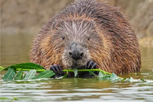 New Scientist Discovery Tours | Devon Tour image. Links to tour