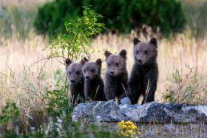 New Scientist Discovery Tours | Italy Tour image. Links to tour