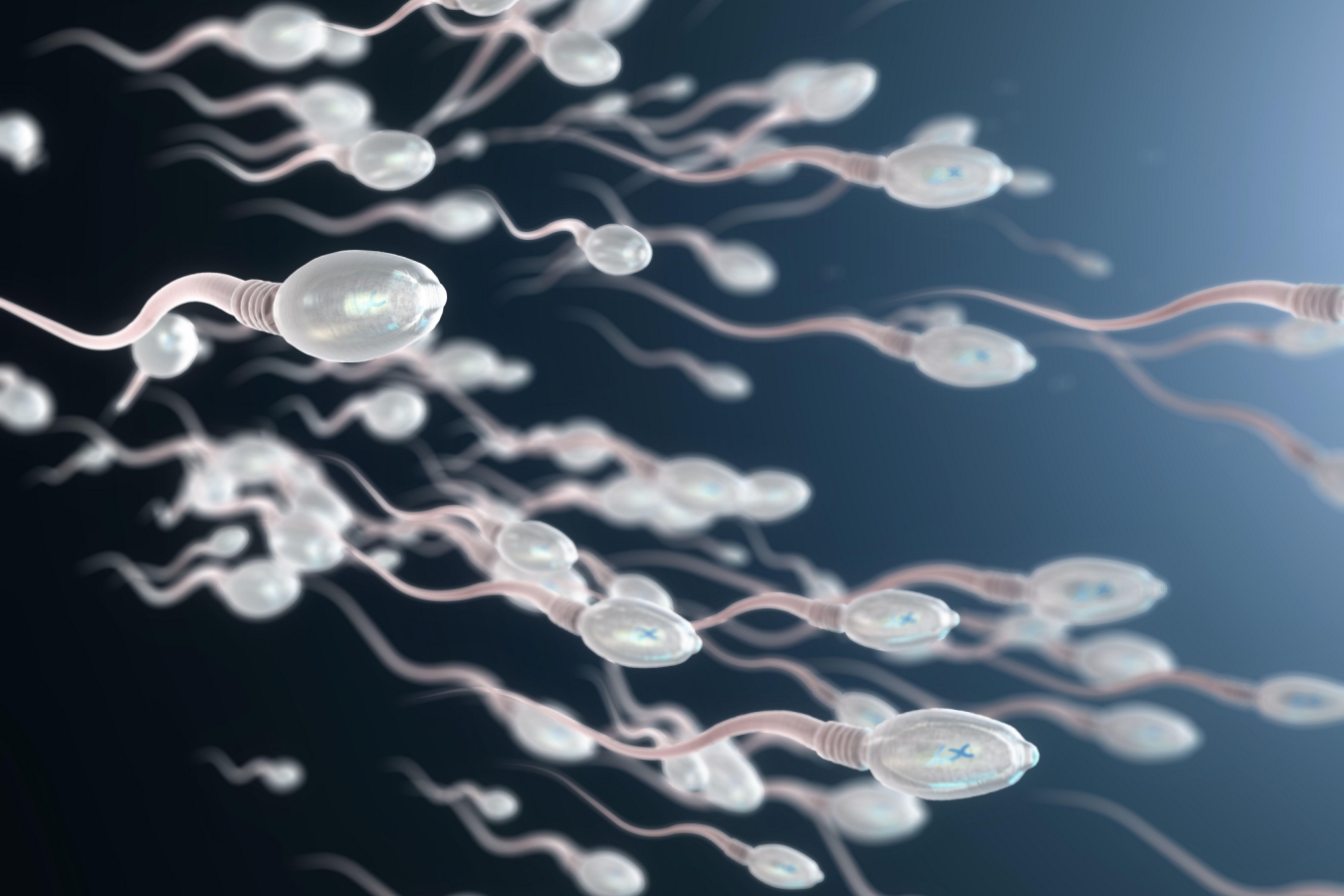 Illustration of swimming human sperm