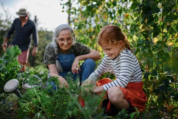 A grandmother is helping her grandaughter shovel in the garden