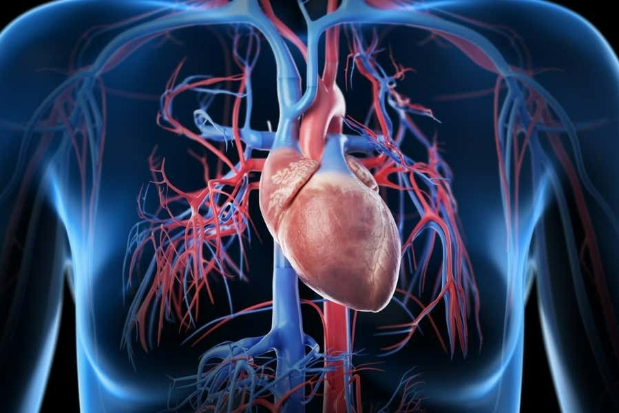 An illustration of the heart and its blood vessels inside a human chest
