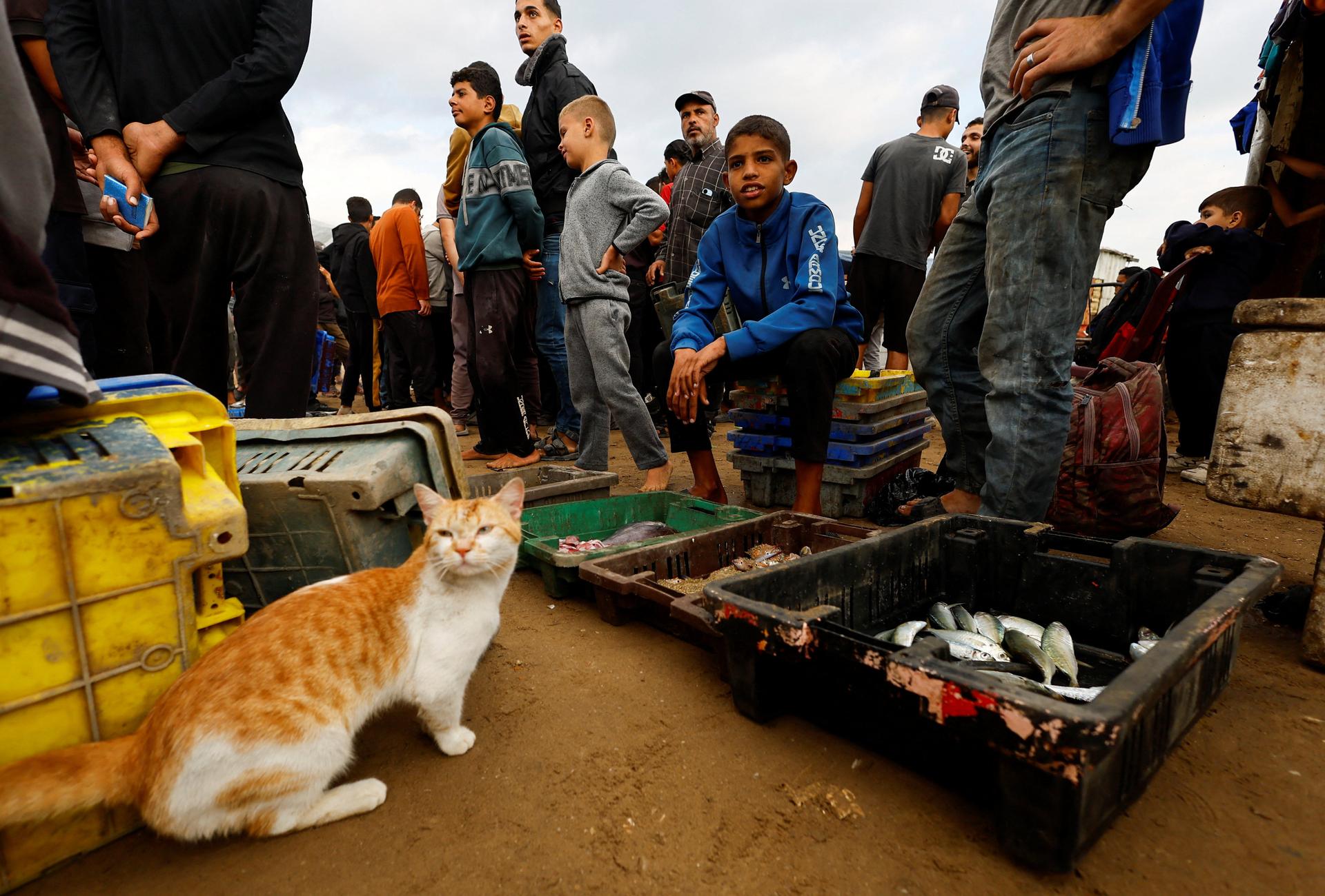 A cat, surrounded by Palestinians, stands next to crates of fish for sale at the seaport of Gaza City.