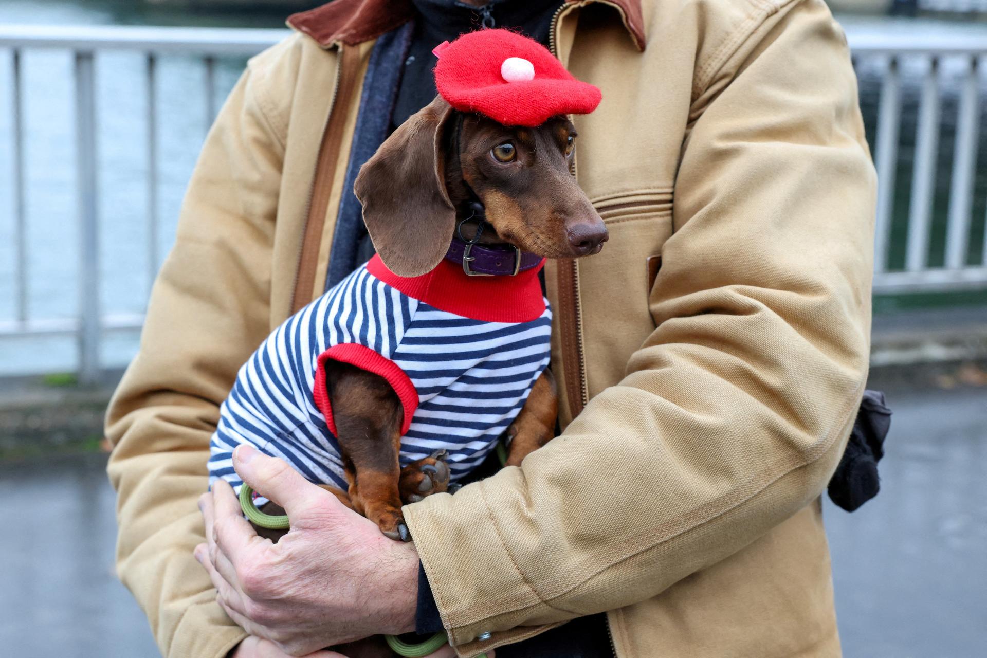 A person carries a dachshund in Paris, France.