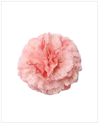 HELENA SIMON Light Pink Carnation Floral Brooch