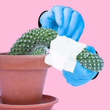 depiction of a drooping cactus with surgical-glove-wearing hands touching it