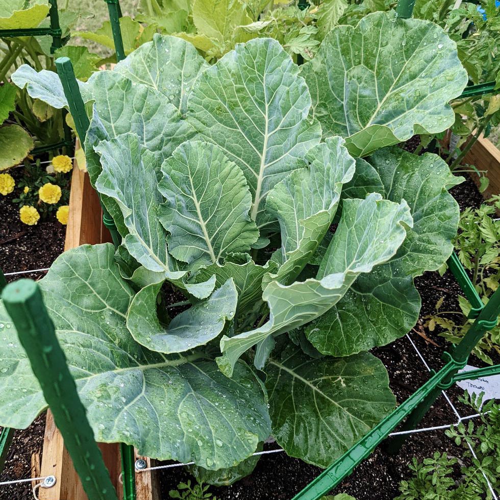 cabbage growing in raised bed