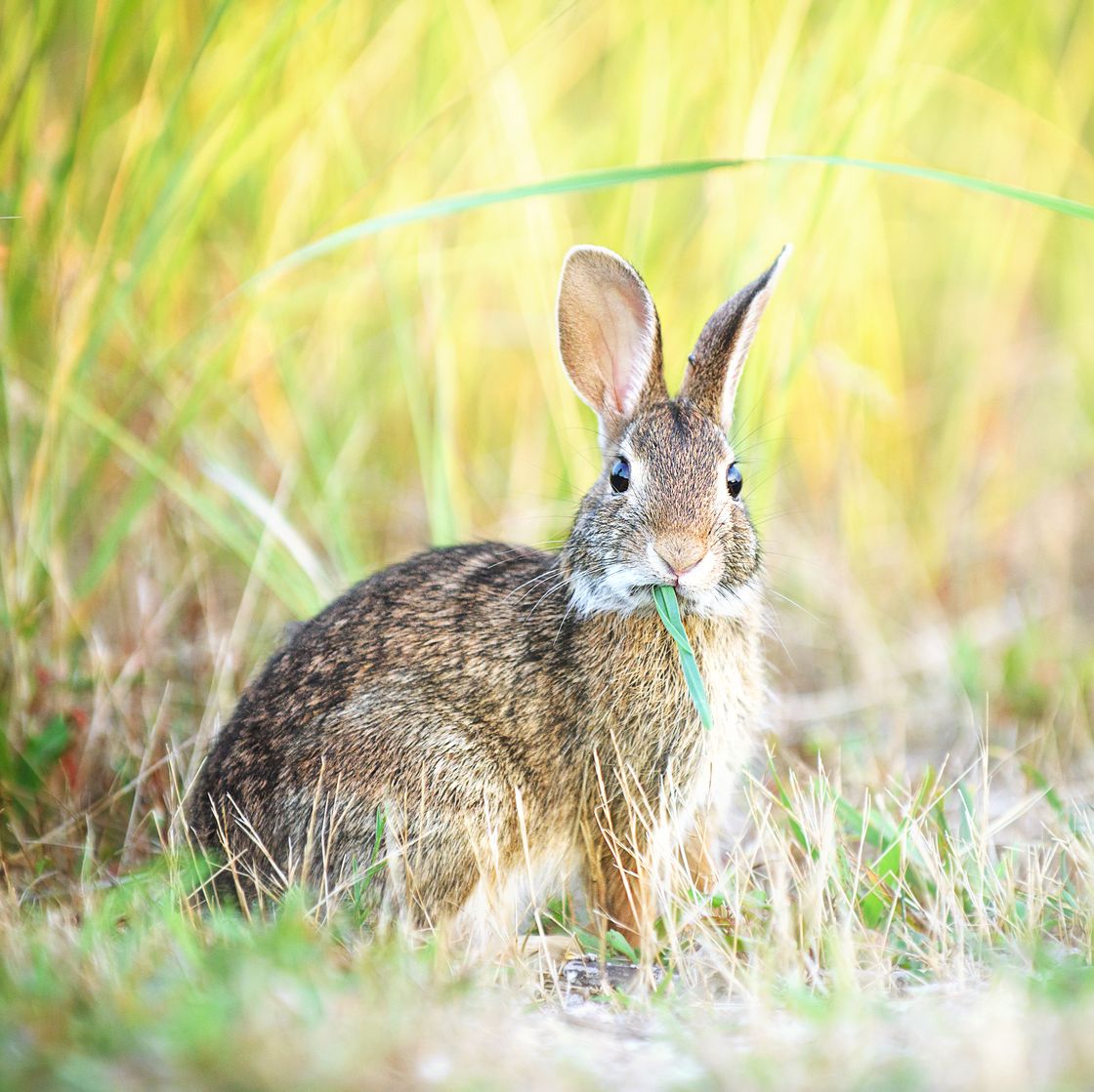 rabbit eating plant