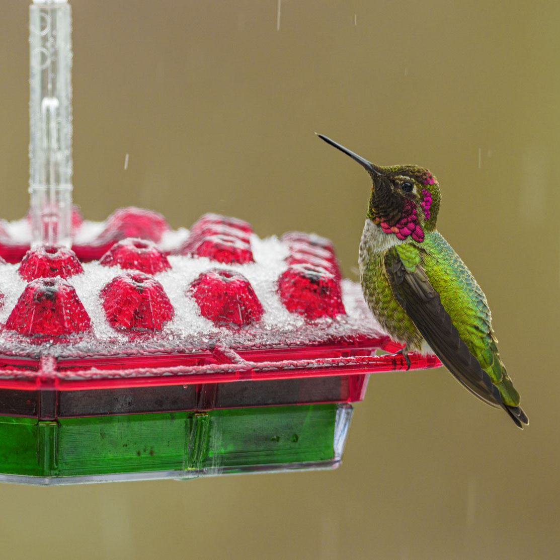 hummingbird on an icy feeder