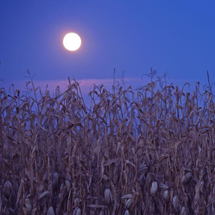 full moon shines over corn field