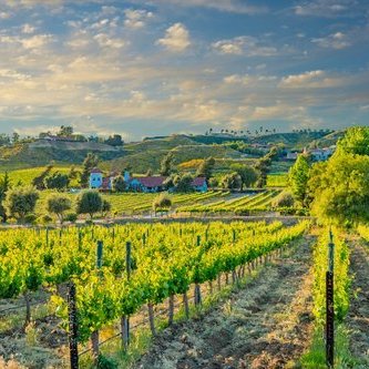 lush green vineyard with rows of grape vines