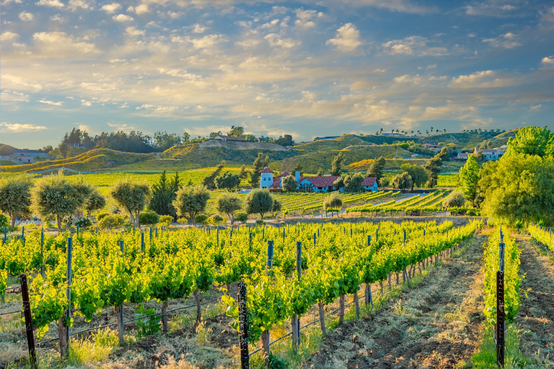 Vineyards with hills in background