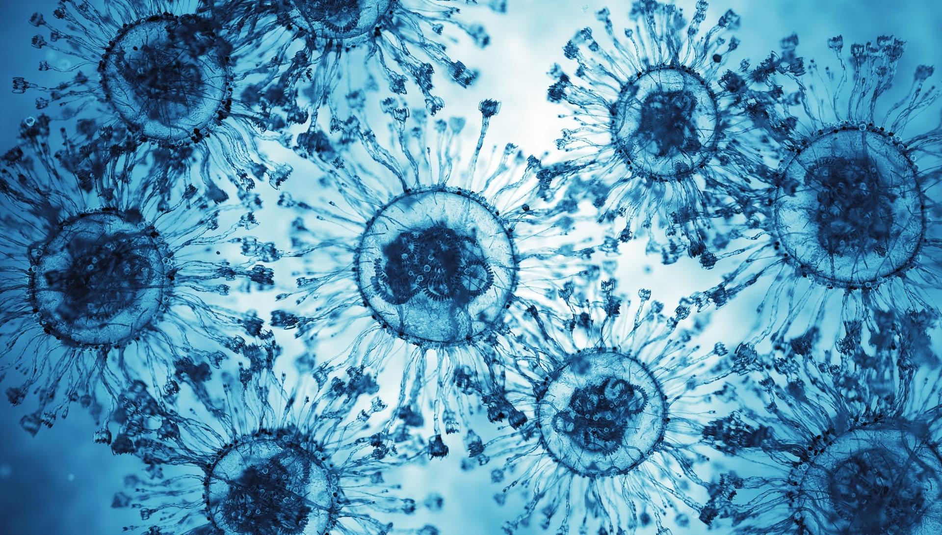 cells under a microscope