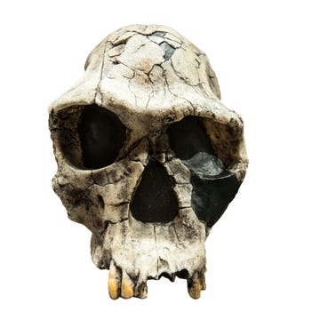 skull