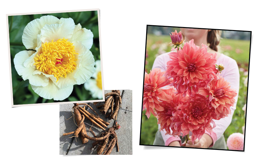 white peony and pink dahlia flowers