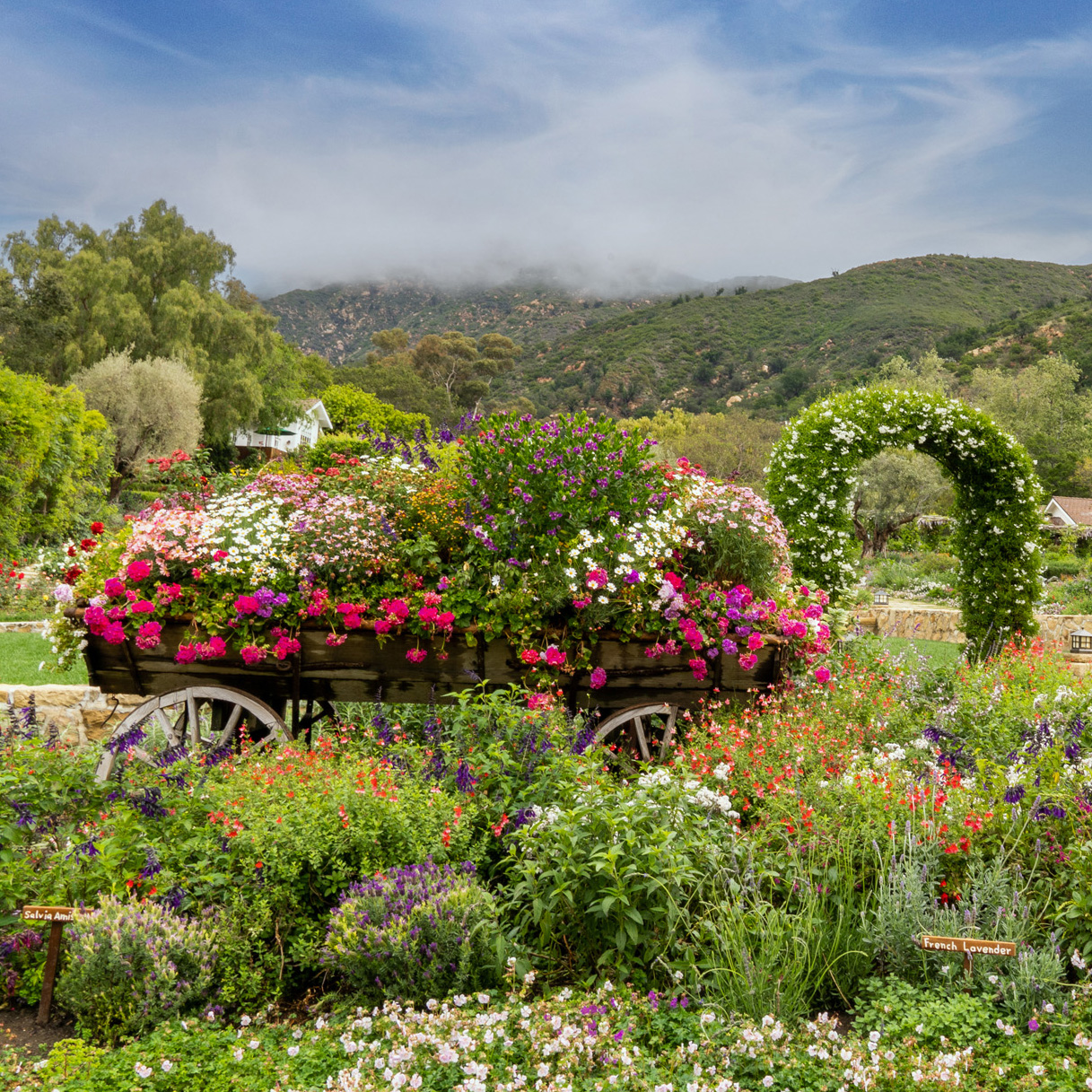 Romantic garden with colorful flowers