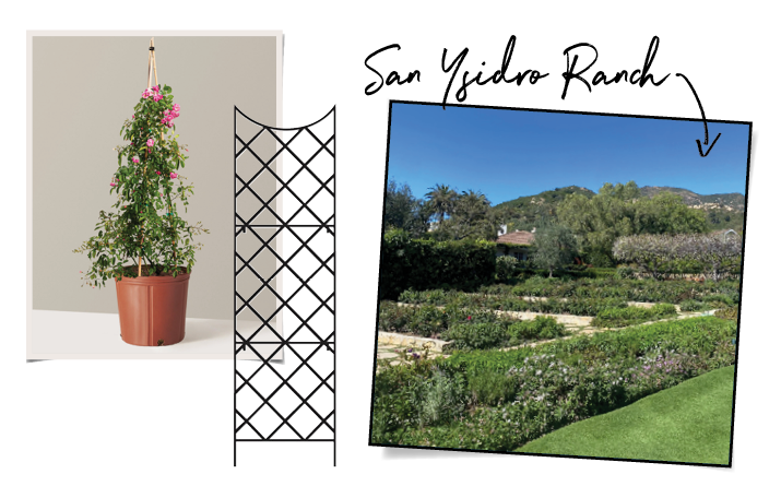 peggy martin climbing roses